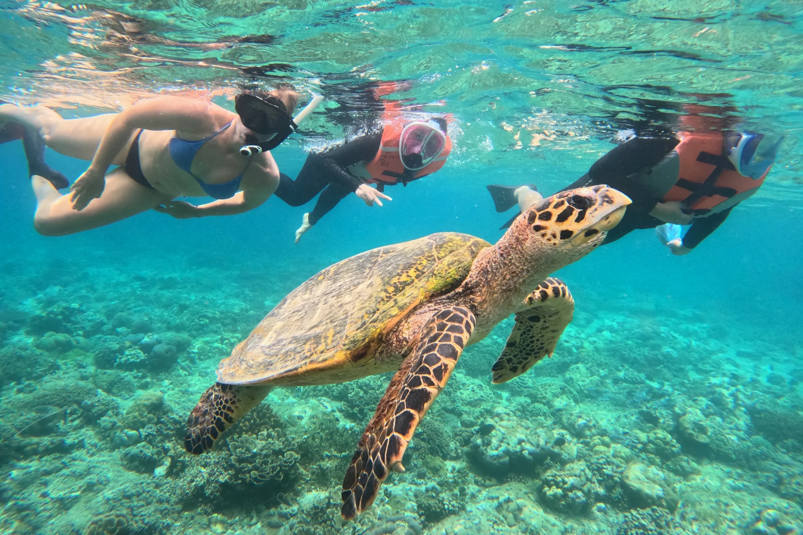 Scuba Diving